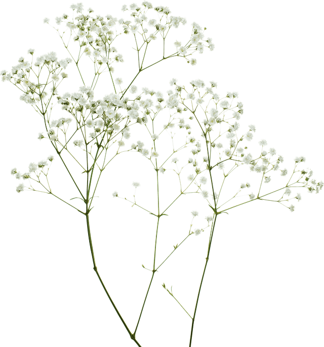 flowers image